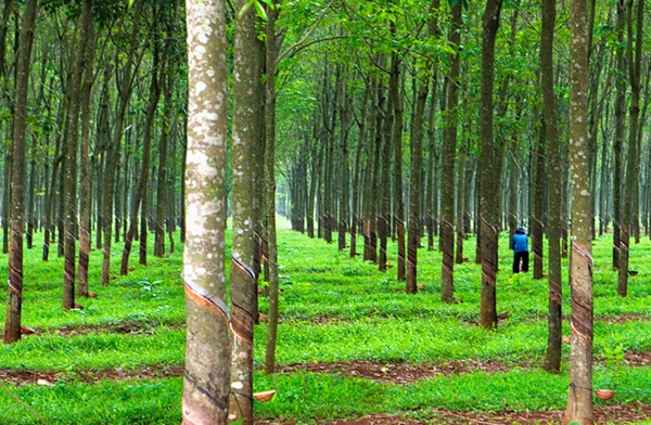 Các Chất Đánh Đông Mủ Cao Su: Tìm Hiểu Và Ứng Dụng Hiệu Quả