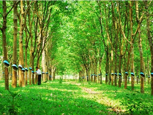 Vât tư hóa chất chế biến cao su