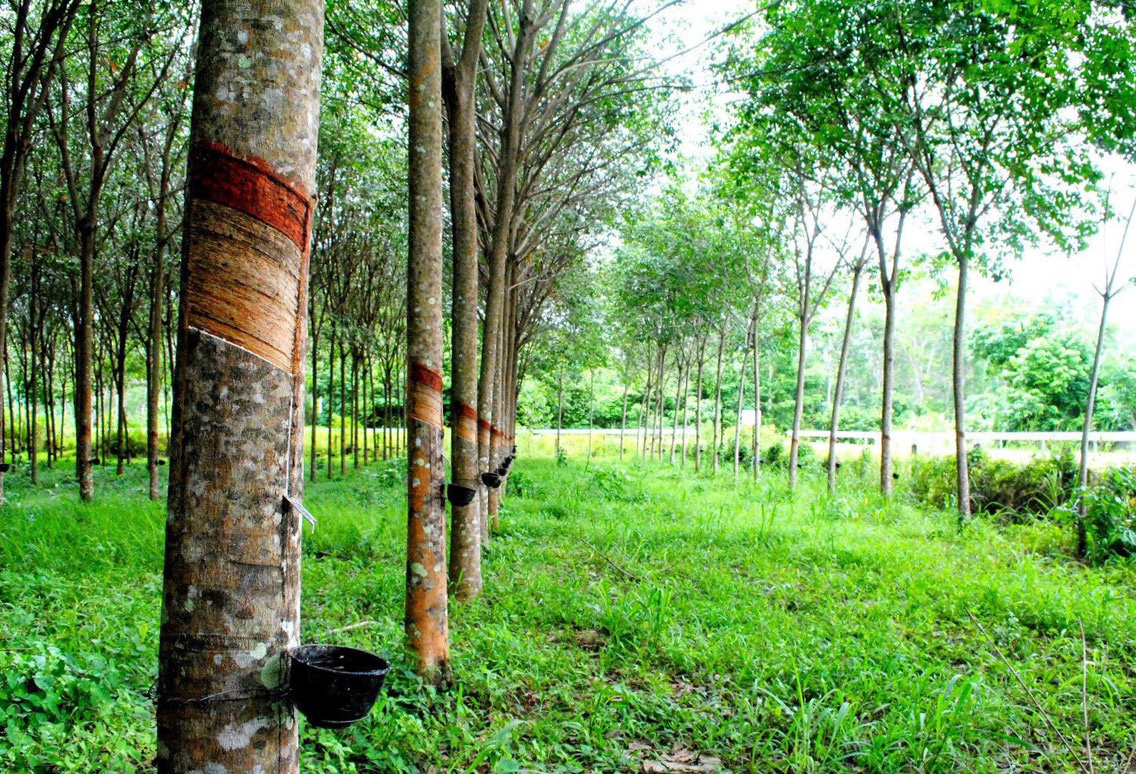  Cao Su Tự Nhiên & Cao Su Tổng Hợp | Ứng Dụng, Đặc Tính 